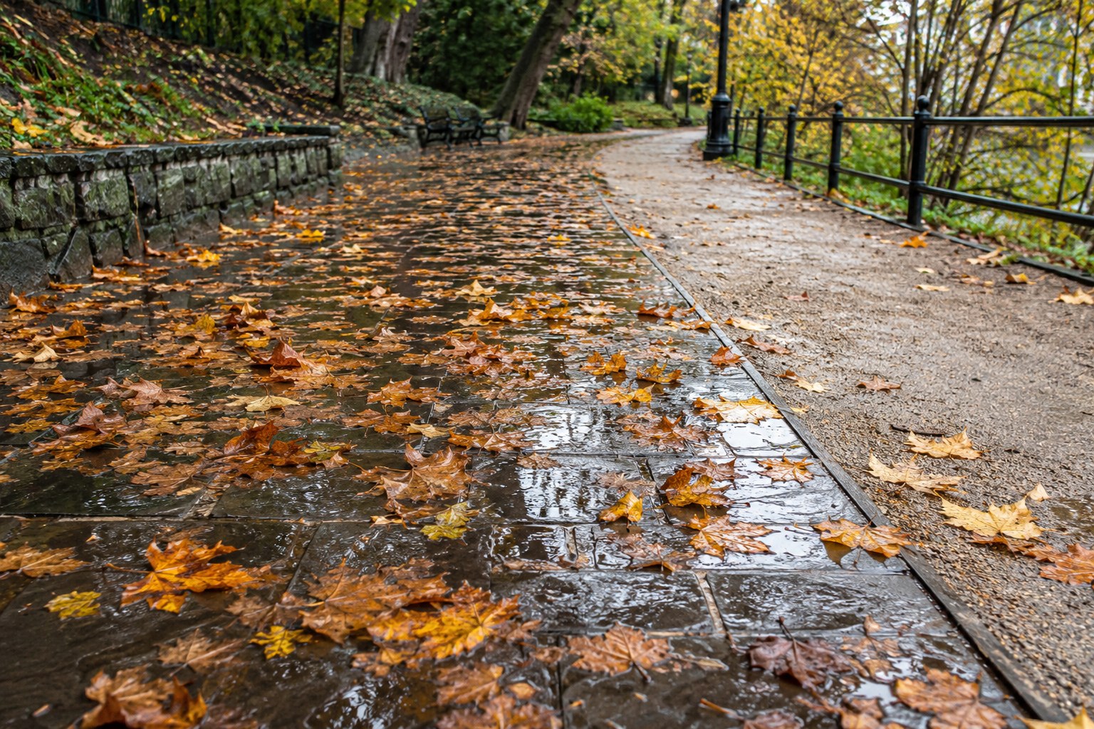 Des feuilles mouillées couvrent un chemin près d’un passage plus sec.