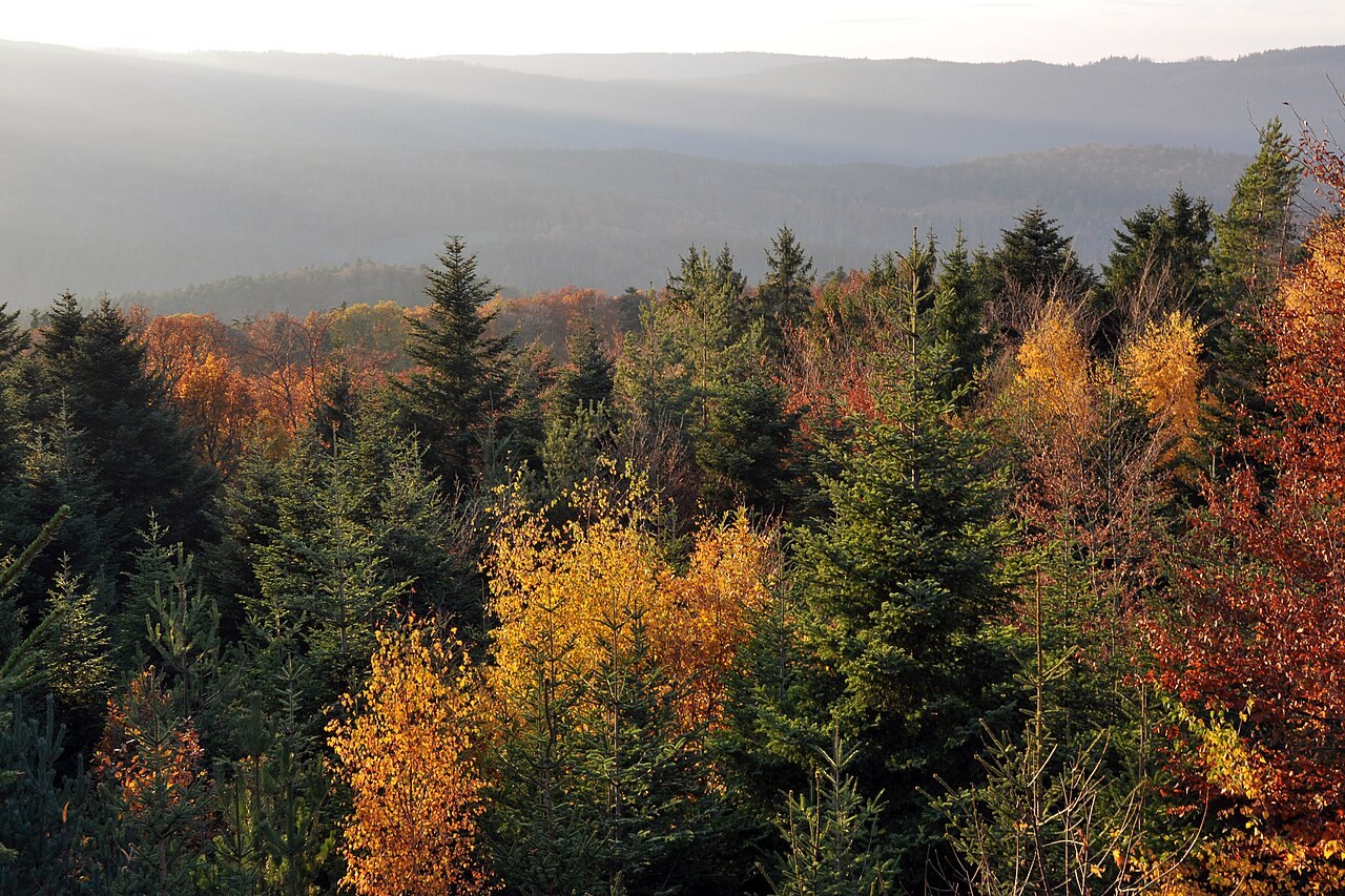 La forêt du mont Sainte-Odile en automne, devant d’autres reliefs boisés.