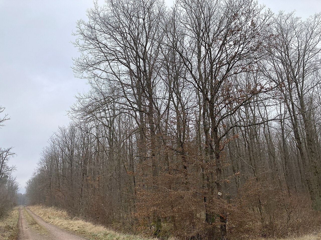 De jeunes chênes au bord de la route d’Estrées dans la forêt de Saverne.