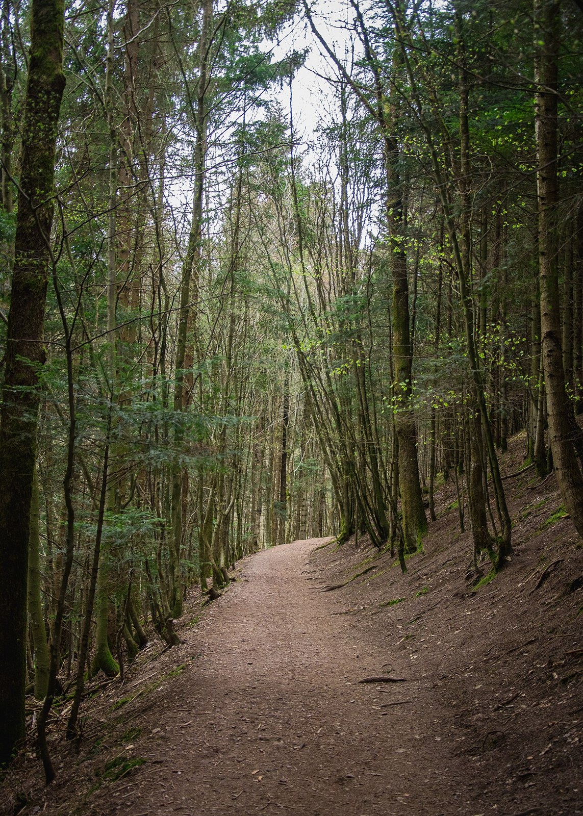 Un sentier de terre ombragé dans la forêt du Nideck.